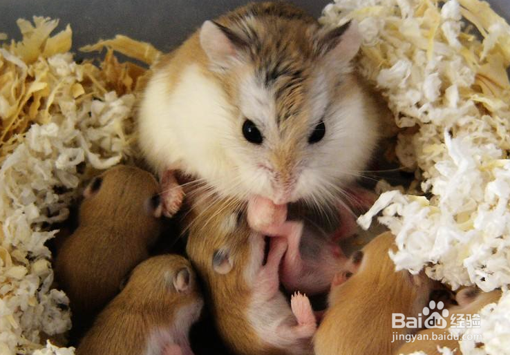 仓鼠喜欢吃什么