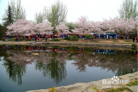 2017年赏樱花公略 哪里可以看樱花