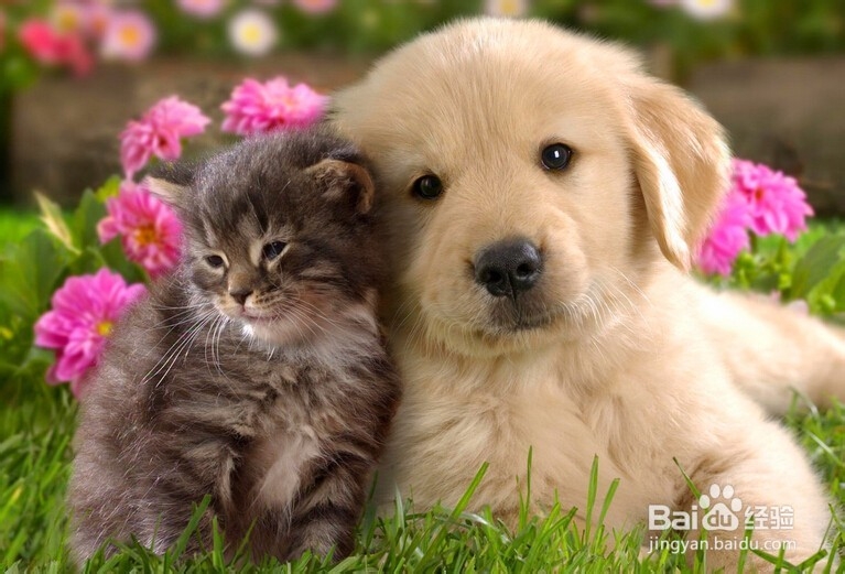 狗狗吐白沫怎么办?狗狗吐白沫是什么原因?