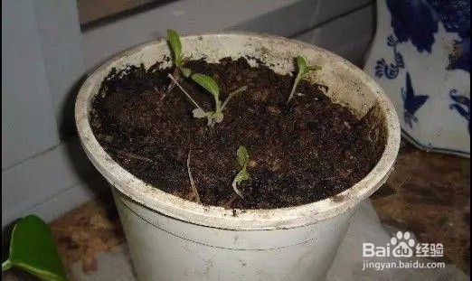 如何阳台盆栽种青菜?