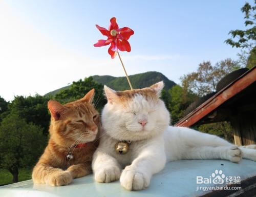 猫得了猫藓怎么办