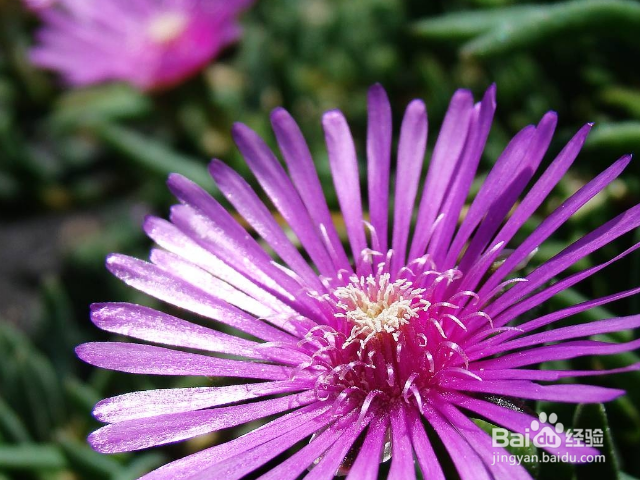 松叶菊如何养殖？