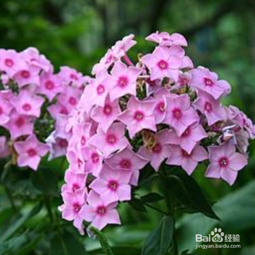 新买的福禄考怎么培育