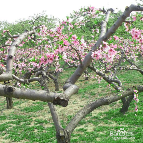 桃树在秋天怎么养？