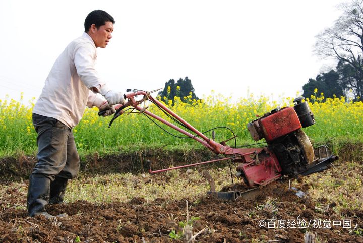 种豆子的方法及过程