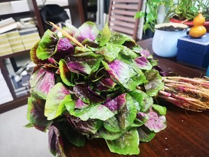 清炒红苋菜做法