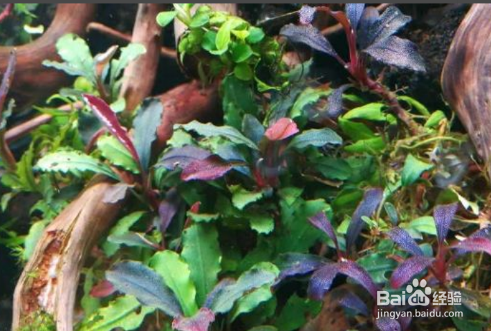 辣椒素怎么洗掉