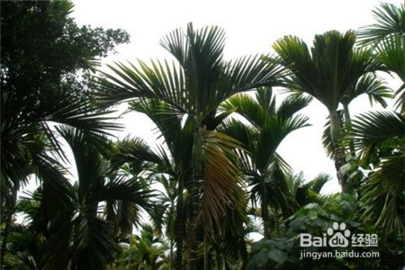 50189b40102a04e2b098fef72b7aa010bd33c293.jpg?x-bce-process=image%2Fresize%2Cm_lfit%2Cw_500%2Climit_1