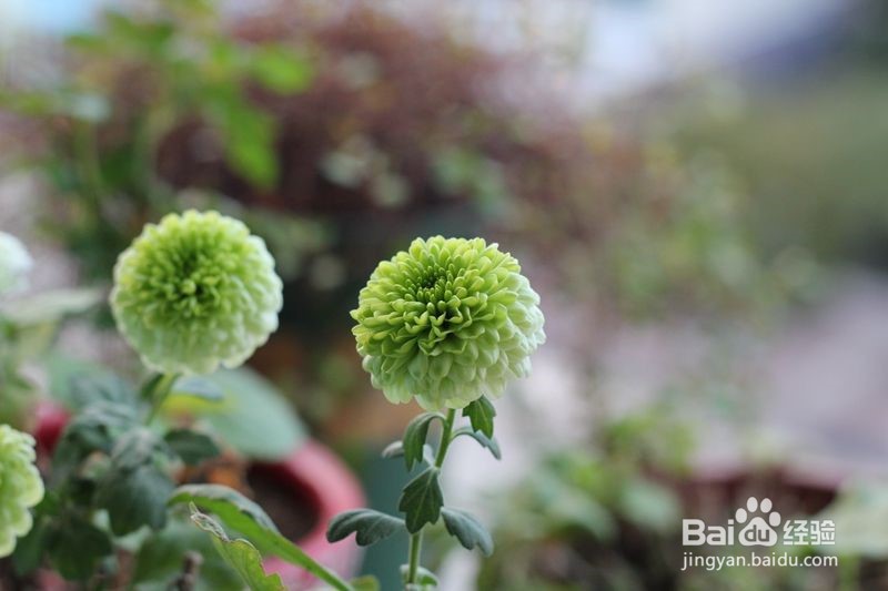 乒乓球花怎么养?