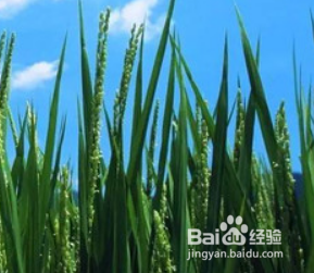 春天来了,大地发生了怎样的变化呢?