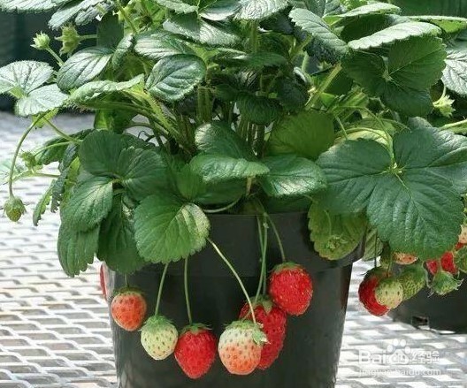 花盆草莓怎样在家养殖