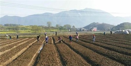 云南文山三七价格,还不知道的点击查看