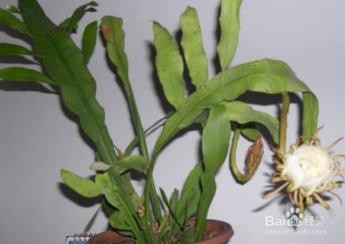 昙花怎样修剪枝叶