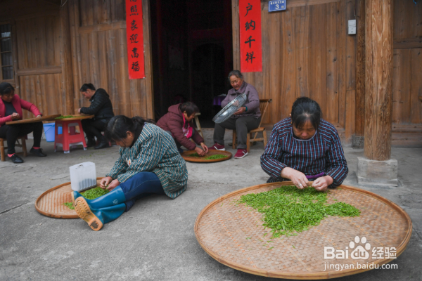 金骏眉是什么茶？