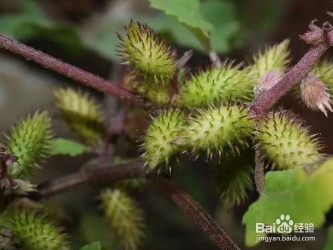 怎么种植苍耳