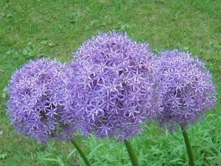 如何使大花葱叶绿花艳?