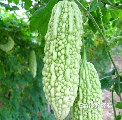 日常饮食与食物养生搭配(第二篇)