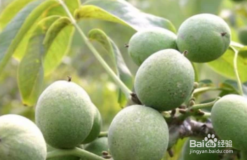 核桃皮怎么好剥