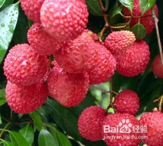 夏天应季水果