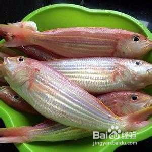 金丝鱼的特性是什么 如何饲养
