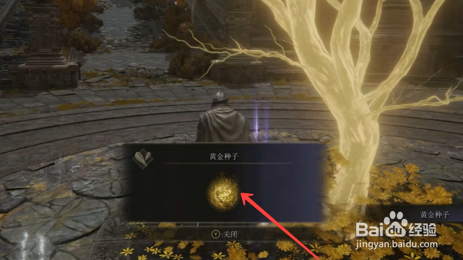 艾尔登法环黄金种子怎么获得