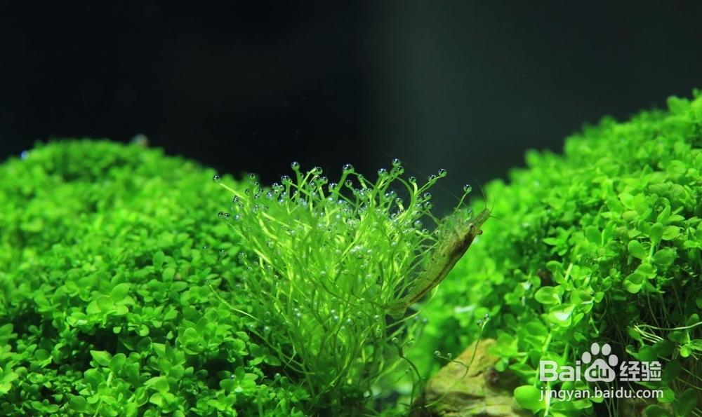 水草怎么移植、包装、投置