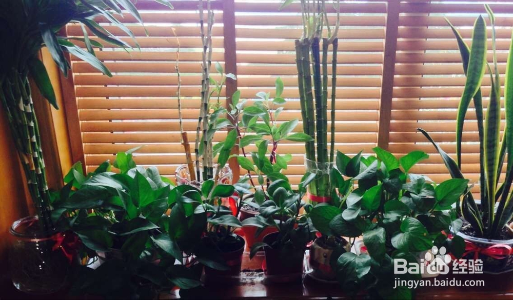 冬季家里适合养什么植物