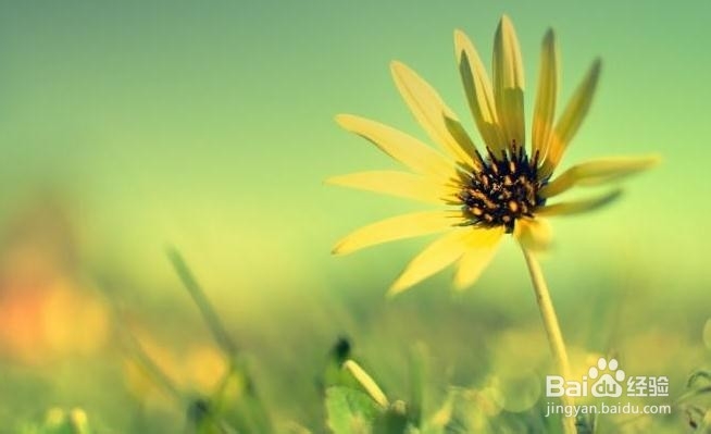 去鸡皮肤的方法有哪些?