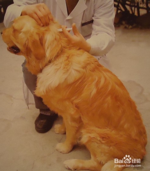 小狗疫苗怎么打