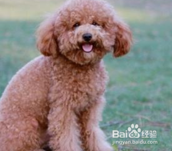 泰迪犬怎么样训练动作 敬礼送客排便的训练