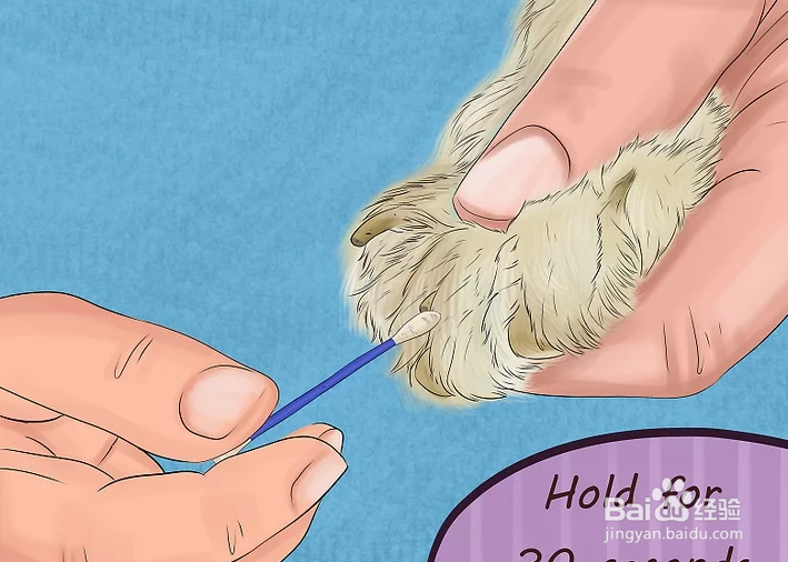 如何给狗狗的趾甲床止血