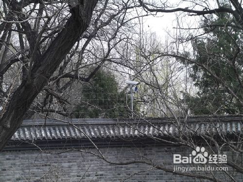 北京玉渊潭公园樱花节游记