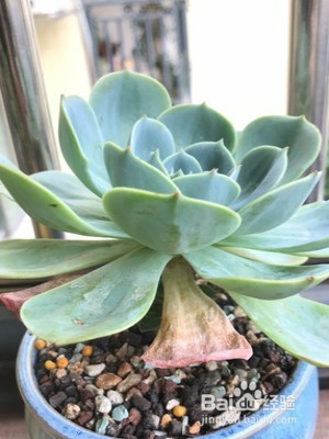 石莲花的养护技巧有什么?