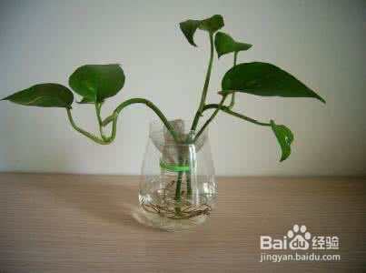 这些植物放在水里养，照样爆盆！超方便！