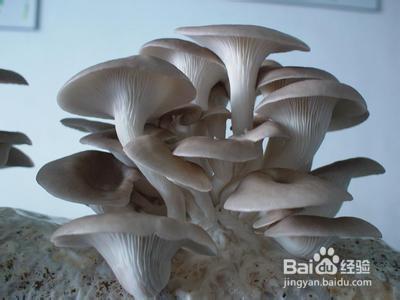 平菇不同食用搭配效果真是相差太大了!