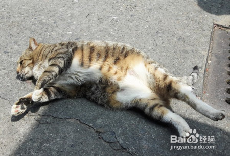 猫咪不肯减肥?3种方法让喵星人动起来