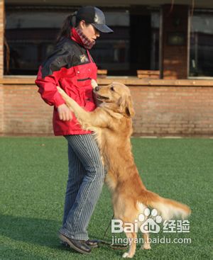训练狗狗乖乖不扑人的方法