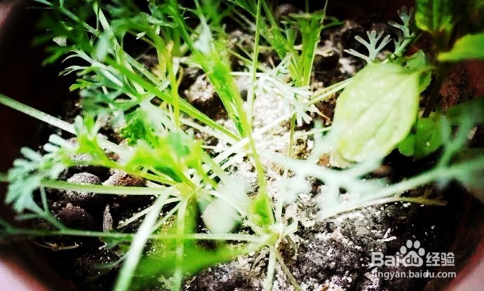 鸡蛋壳做花肥，让盆养植物疯长