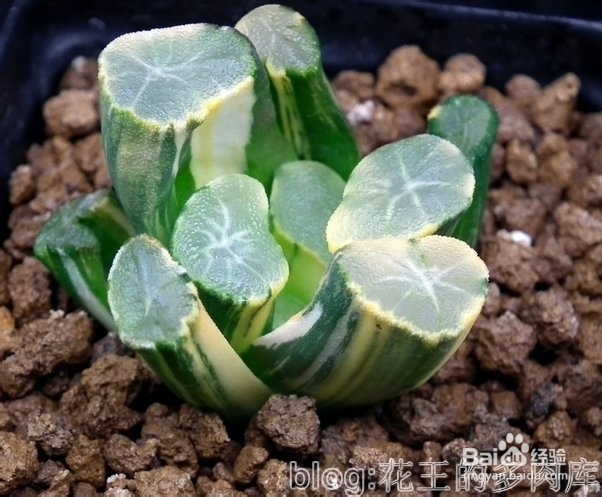 多肉植物拉丁属名小知识