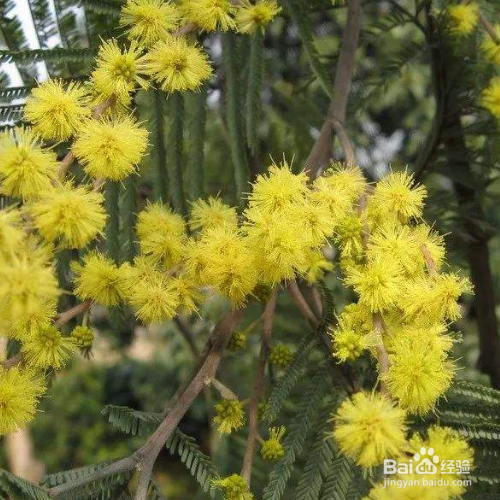 怎么养殖银荆？