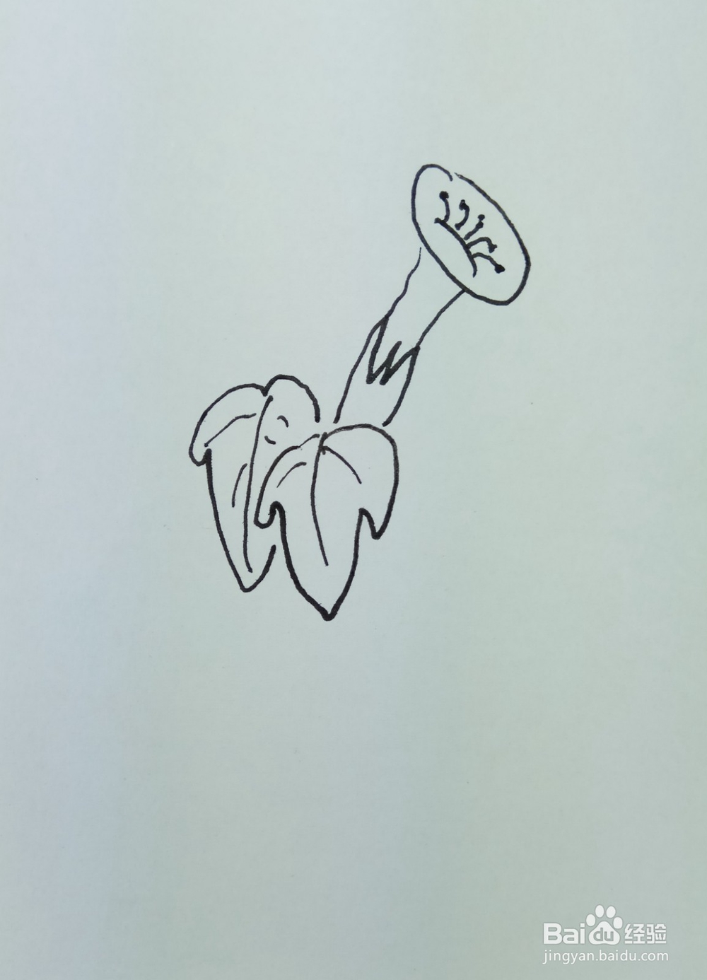 怎样画简笔画“漂亮的牵牛花”?