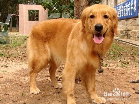 如何避免恶狗伤人，保障出行安全