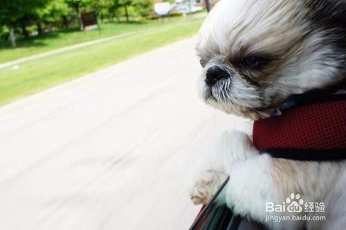 怎样避免狗狗晕车？