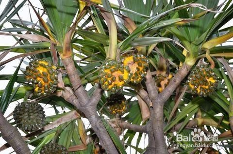 三伏天吃菠萝有哪些作用?