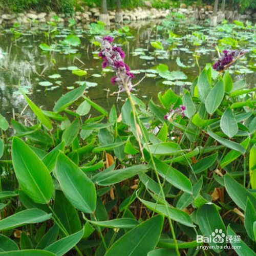 再力花的养殖需要注意什么？
