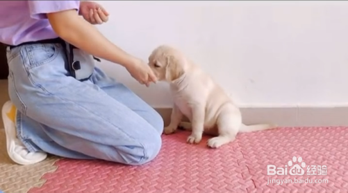 幼犬咬手怎么办#校园分享#