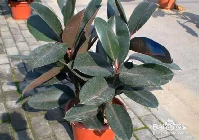 橡皮树换盆注意事项