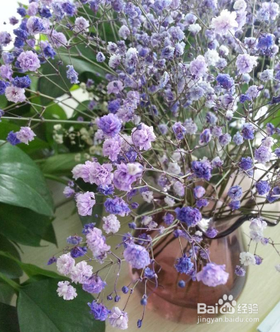 养哪些盆花养更有利于健康