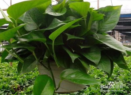 绿萝土壤发霉了怎么办 百度经验