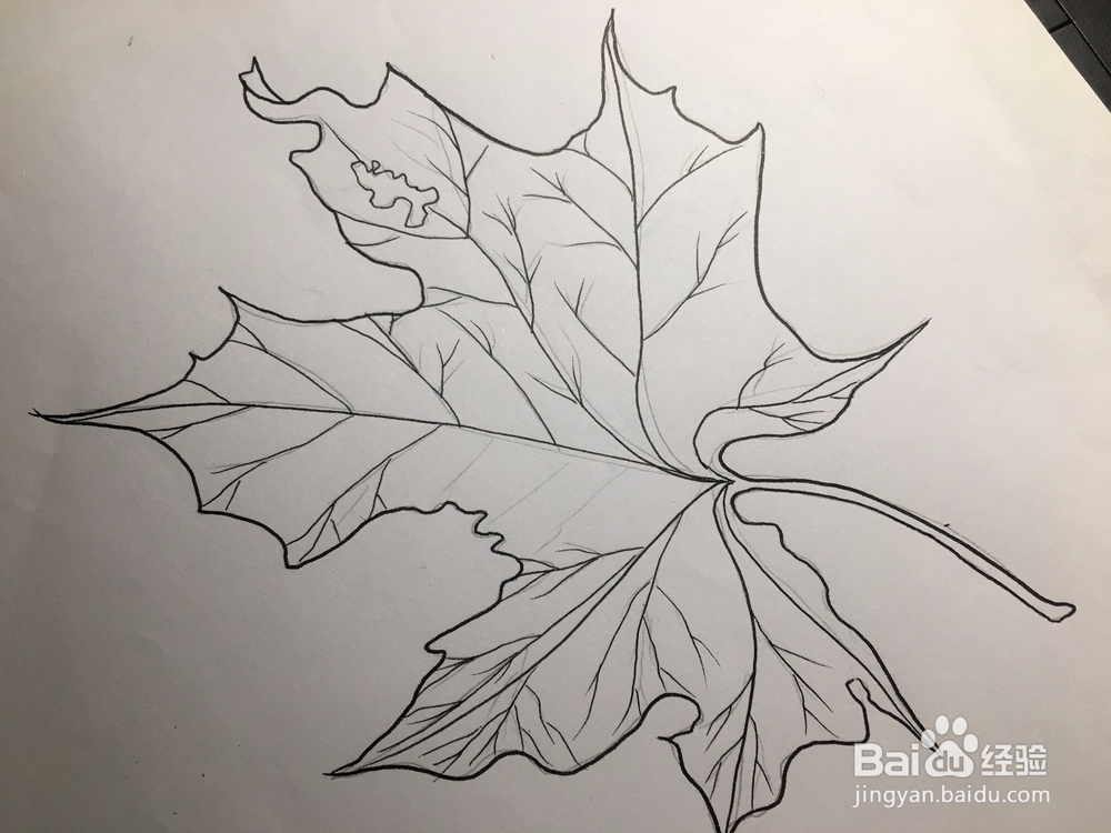 教你画一片枫叶 枫叶的画法 枫叶简笔画
